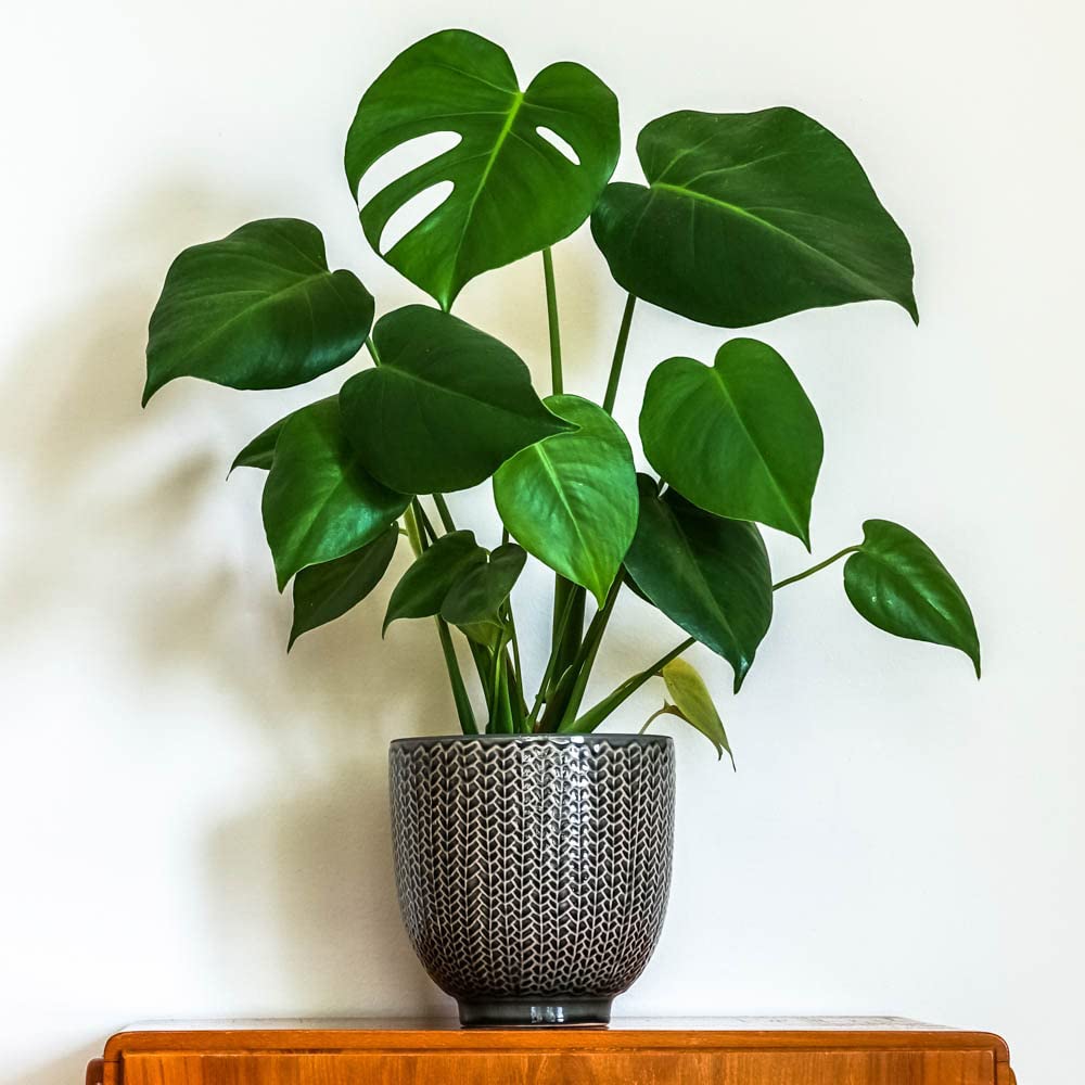 You Garden - Pair of Monstera deliciosa 'Swiss Cheese Plant' in a 14cm Pot - 2 x Monstera Deliciosa Cheese Plant Indoor Plants for Home and Office