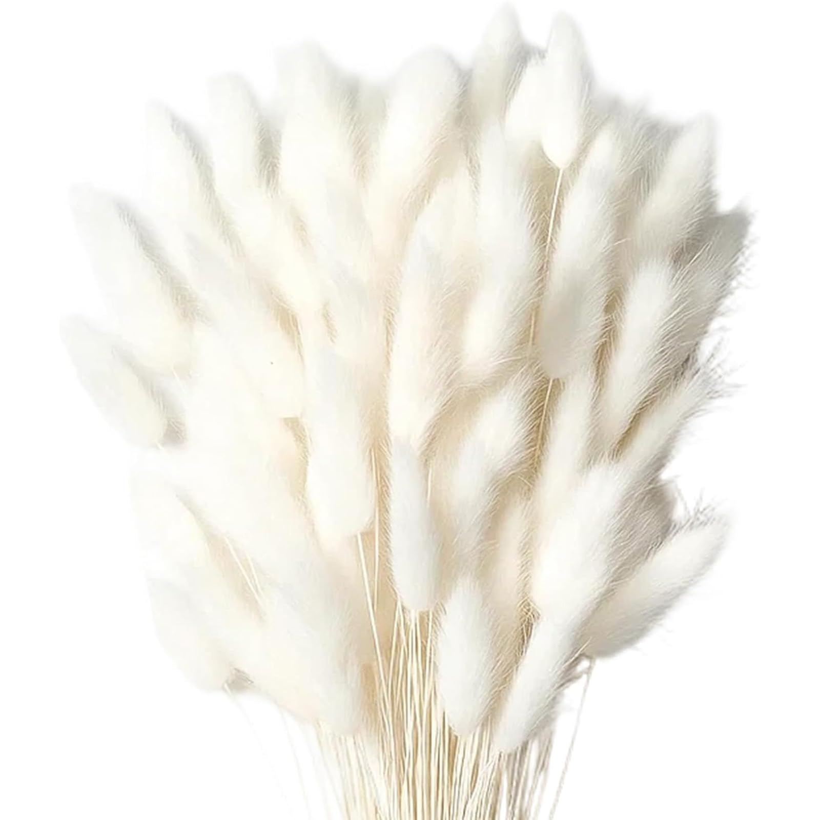 Novastream 60 Stems Bunny Tails Dried Flowers, 30cm Natural Dried Pampas Grass Style Fluffy Stems for Vase, Boho Home Decor, Rustic Wedding Centerpiece, Cream
