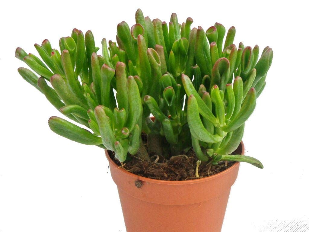 Crassula Hobbit Succulent Plant in a 12cm Pot x 1. Finger Jade, Money Tree
