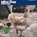 500ml Milbenspray Hühner, Geflügel & Vögel - Sofort & Langfristig gegen Milben & Parasiten, Akut & Vorbeugung