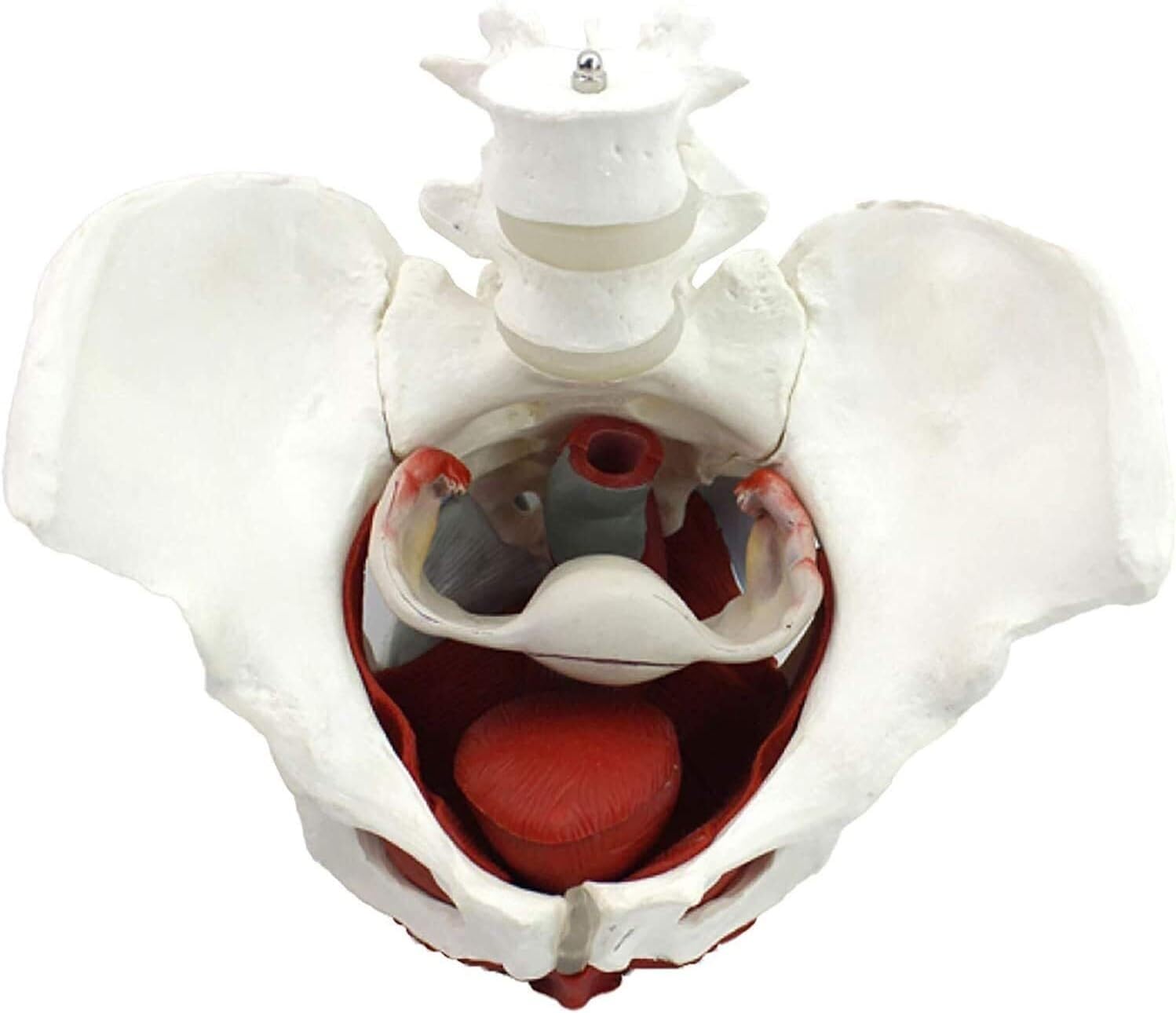 Modèle d'anatomie du bassin féminin pour simplifier l'apprentissage des muscles pelviens