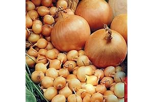 Fall Planting Onion Sets for 2023