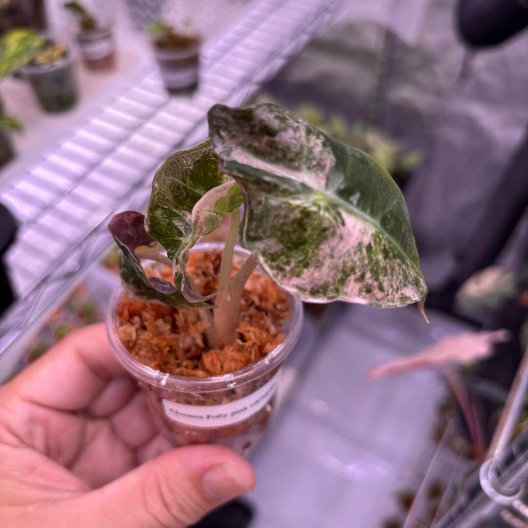 Amazon｜アロカシア アマゾニカ ポリーピンク 斑入り｜観葉植物