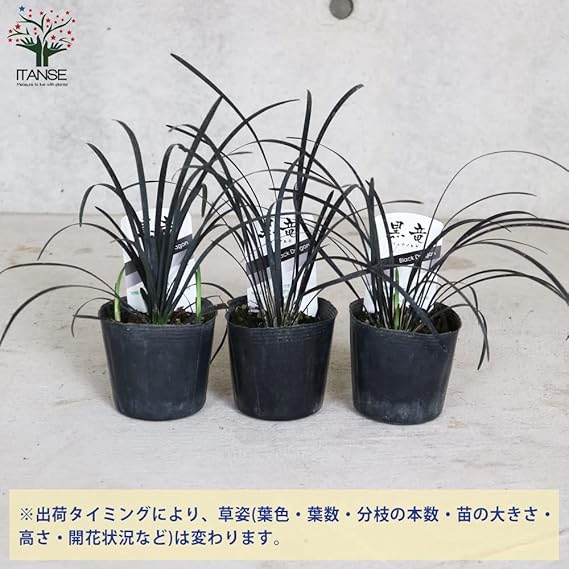 ぴかん様 購入済みです。龍の髭 黒龍 2株で付いて1株です。 抜き苗 2