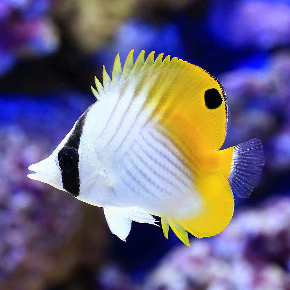 Amazon | （海水魚）沖縄産 トゲチョウチョウウオ Sサイズ（1匹