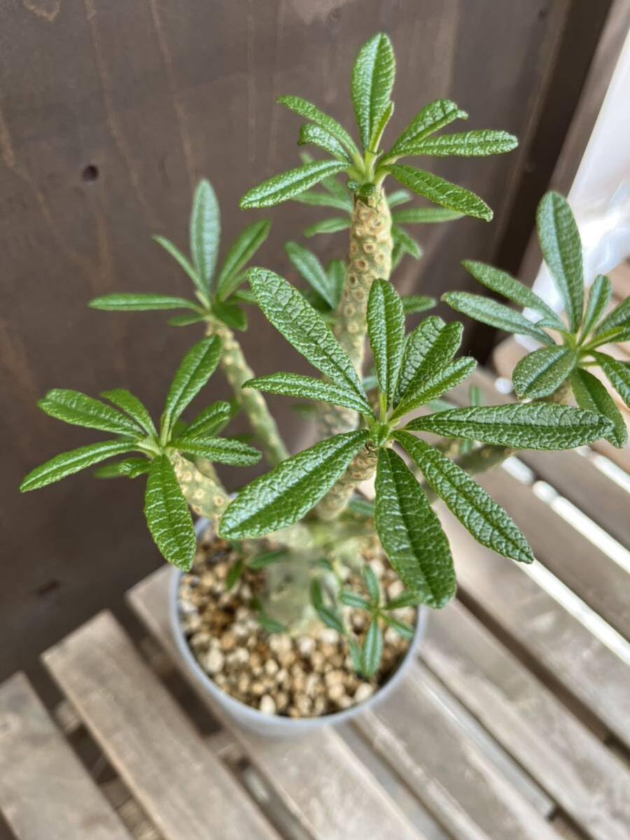 本日9/27値下げ！美形！早い者勝ち！ドルステニア ギガス 大株 Yahoo