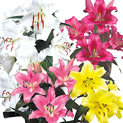 カサブランカ 種の人気商品 通販 価格比較 価格 Com