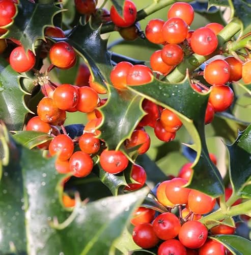 Dornige Stechpalme Ilex 100-125cm - ilex aquifolium