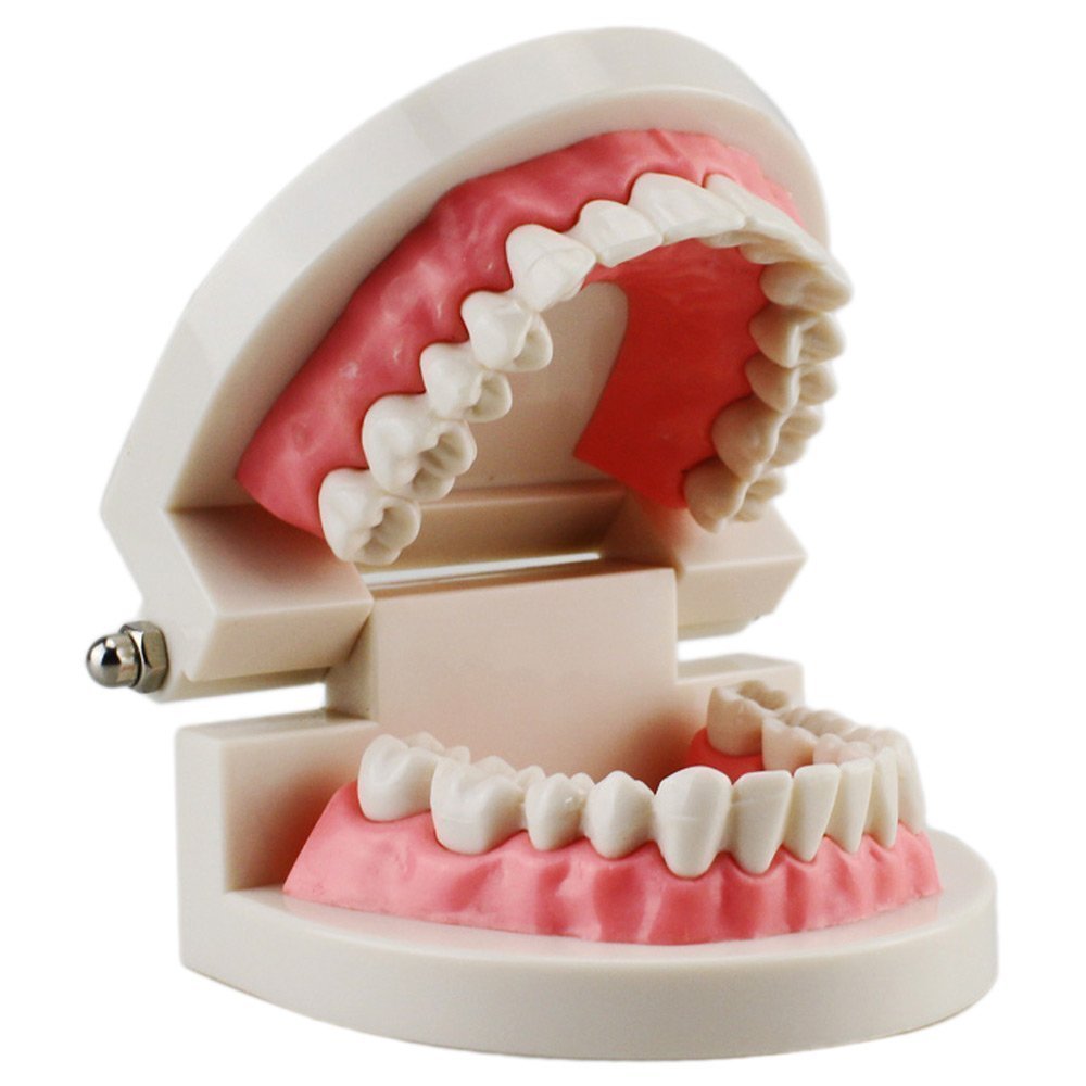 Dental Market Plastic Teeth Model for Dental Study Teaching (Adult Standard)