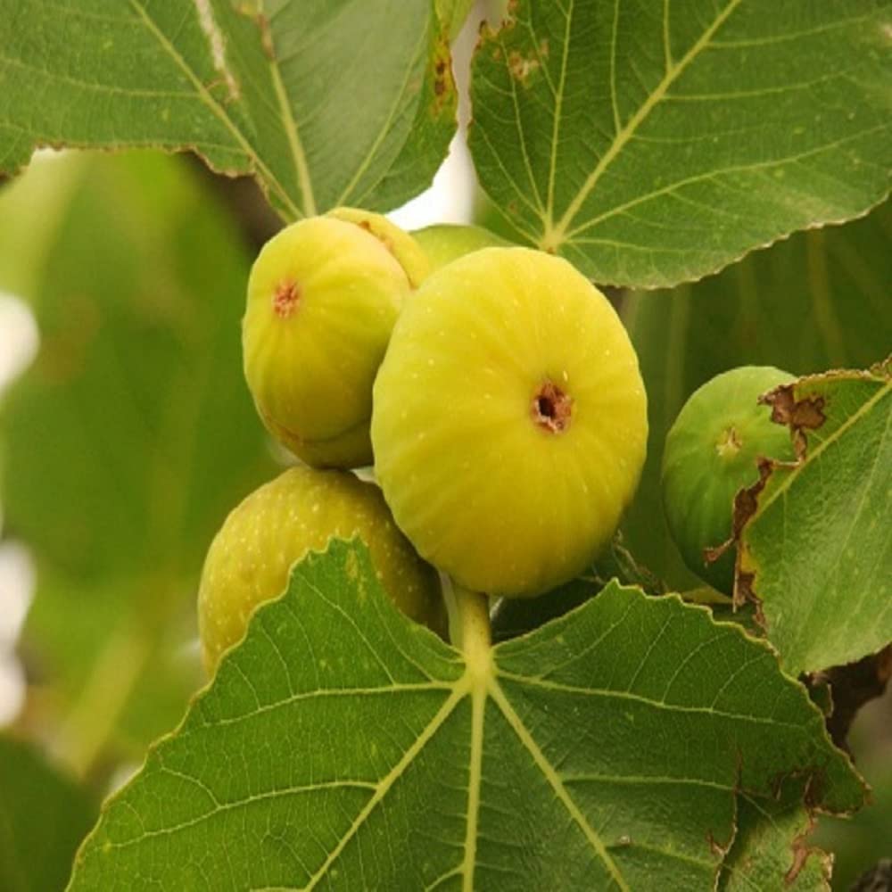 Anjeer (Fig) Live Plant – Fast-Growing, Fruit-Bearing Tree for Home Garden, Balcony & Terrace Pack Of 1
