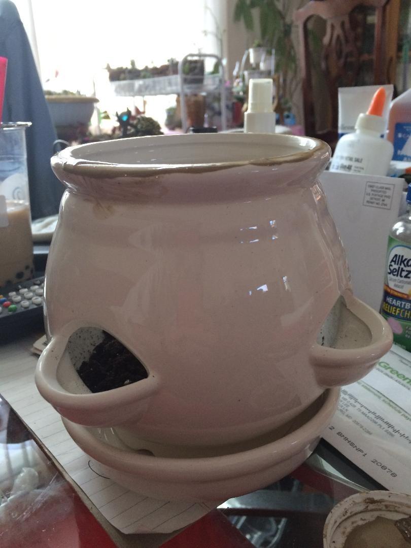 MyGift with succulents