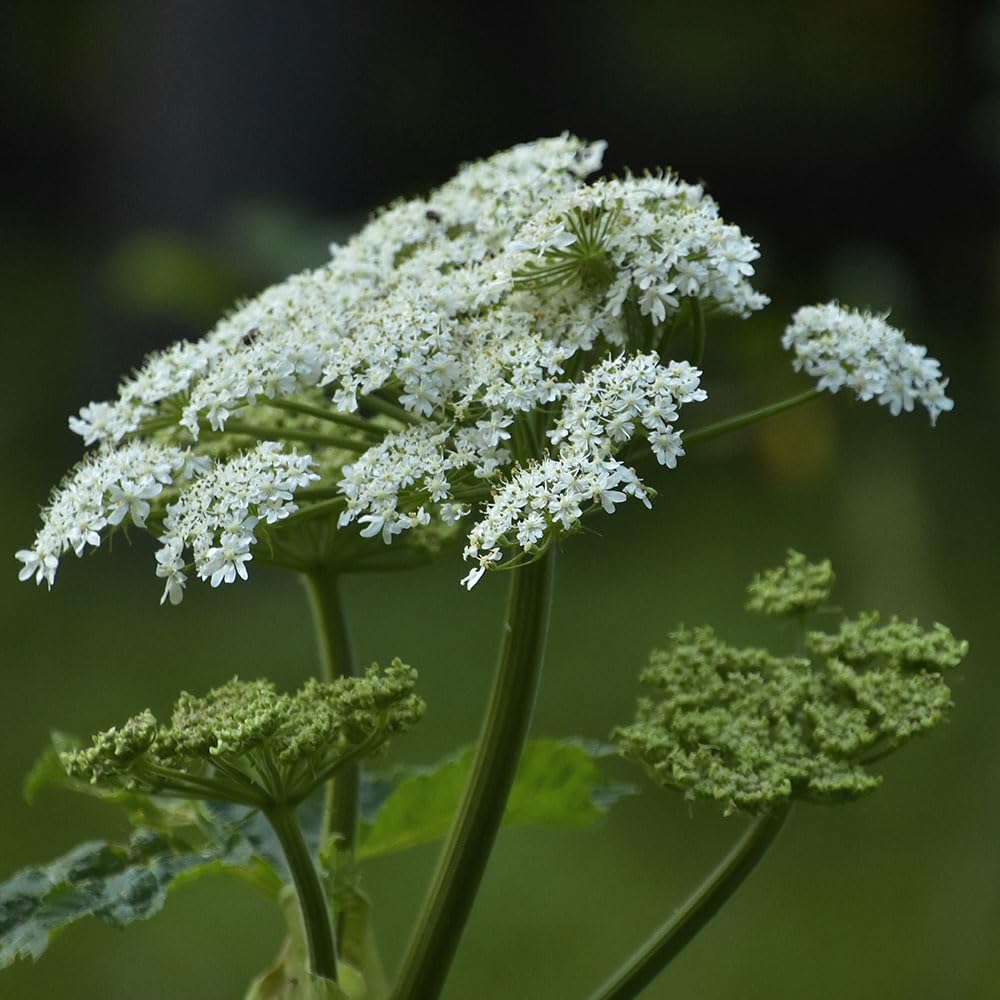 Ammi Majus Seeds – RHS Award of Garden Merit – Easy to Grow, Impressive Plants – Half Hardy Annual – for Your Beautiful Garden