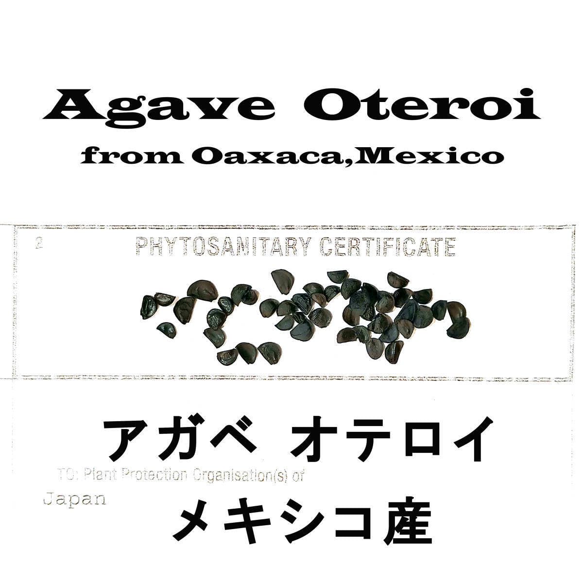 4月入荷 オテロイ 種子 2000粒 チタノタ アガベ 71ictZ-AIBL._UF350,350_QL50_.jpg