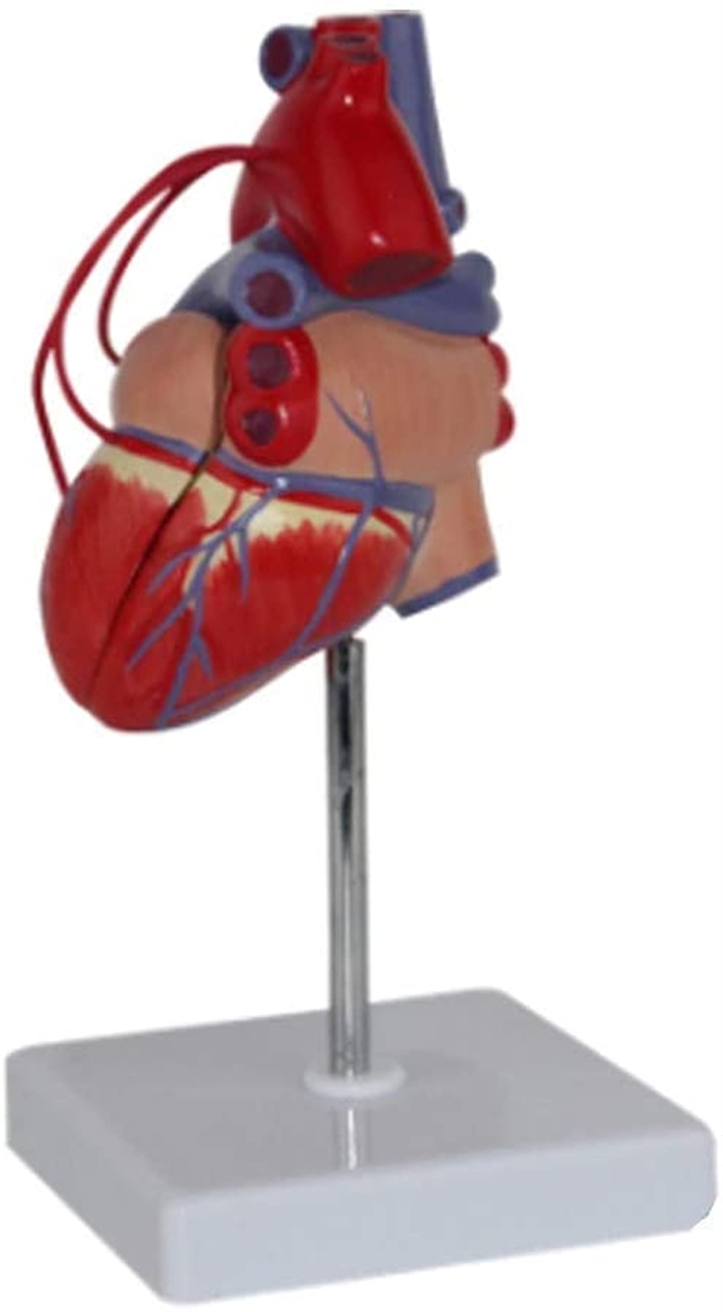 Buy Anatomy Model, Educational Model Medical 1 1 Human Heart Anatomy