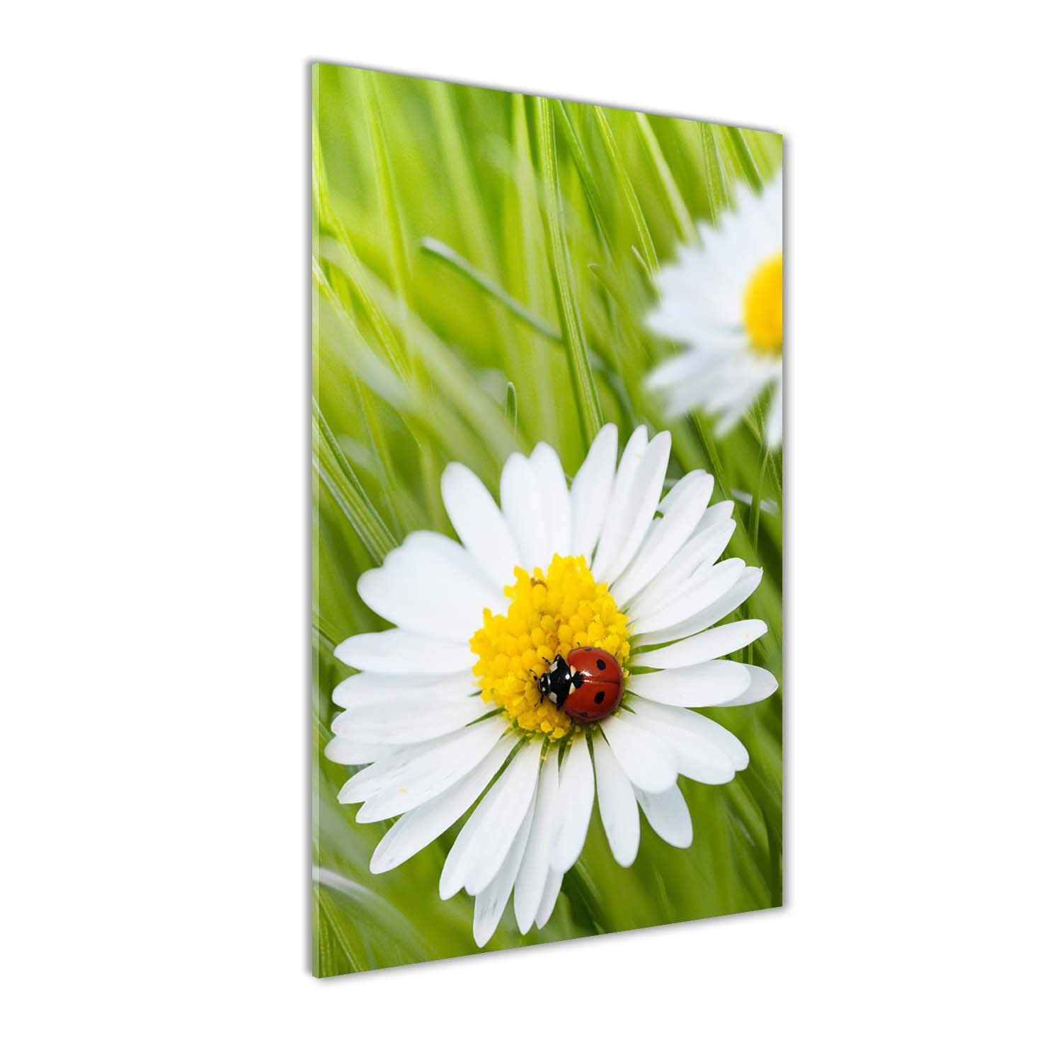 Peinture sur verre trempé marguerites Tulup 70x140 cm illumine votre salon de lumière naturelle