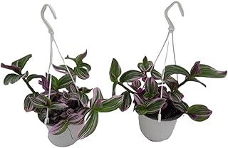 Tradescantia Nanouk - Pack 2 Plantas - Hojas de Color Rosa - Plantas Naturales