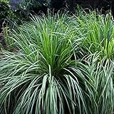 KVITER 25 Seeds Lemongrass Herb - Cymbopogon Flexuosus - 25 Organic Plant Seeds Herb for Home and Ga