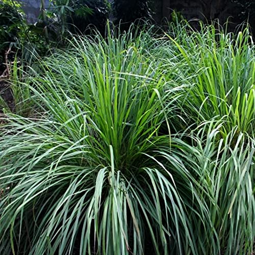 Kviter 25 Seeds Lemongrass Herb - Cymbopogon Flexuosus - 25 Organic Plant Seeds Herb For Home And Garden #TOP11
