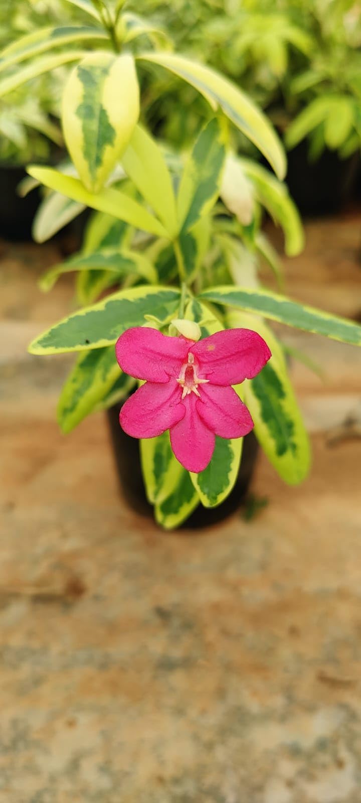Nature Sense Variegated Lemonia, Ravenia Spectabilis (Pink) Low 