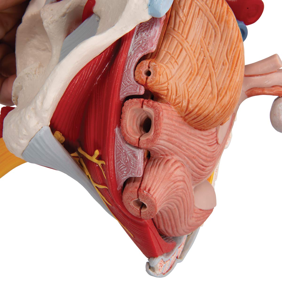 3B Scientific H20/4 żeńska miednica z taśmami, naczyniami, nerwami, dnem miednicy, narządami oraz bezpłatnym oprogramowaniem do anatomii 3B Smart Anatomy
