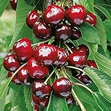 Cherry Tree, Dwarf Fruit Tree 'Stella', Ideal for Patio Pots, 1 x Tree in A 4-Litre Nursery Pot by Suttons