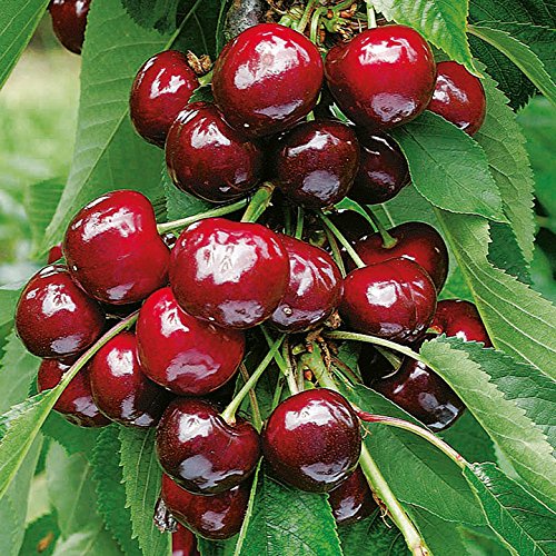 Cherry Tree, Dwarf Fruit Tree 'Stella', Ideal for Patio Pots, 1 x Tree in A 4-Litre Nursery Pot By Suttons
