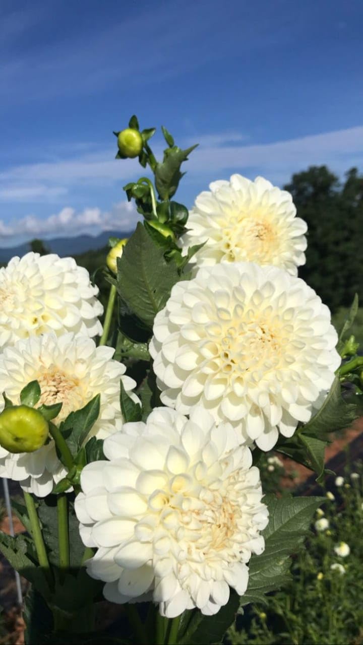 White Dahlia Flower Bulbs, Garden Plants for Outdoor Planting, Blooming Size plants seeds pack of 50 Plus-image-35