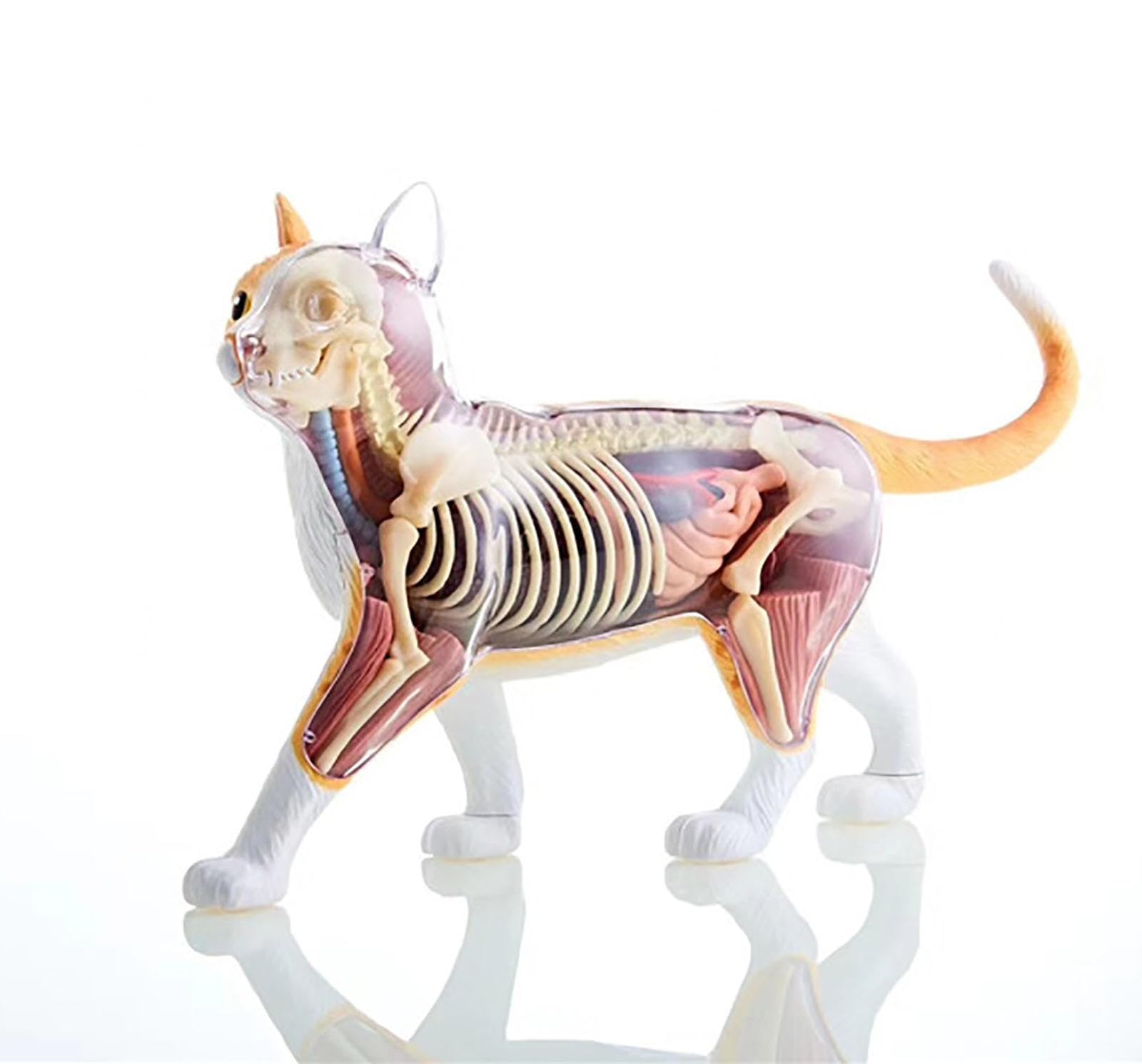 Modello Anatomico del Gatto 4D, Organi Rimovibili Modello Anatomico dello Scheletro del Gatto 28 Pezzi, Modello Medico del Gatto, per Gli Aiuti Didattici per L'educazione Medica