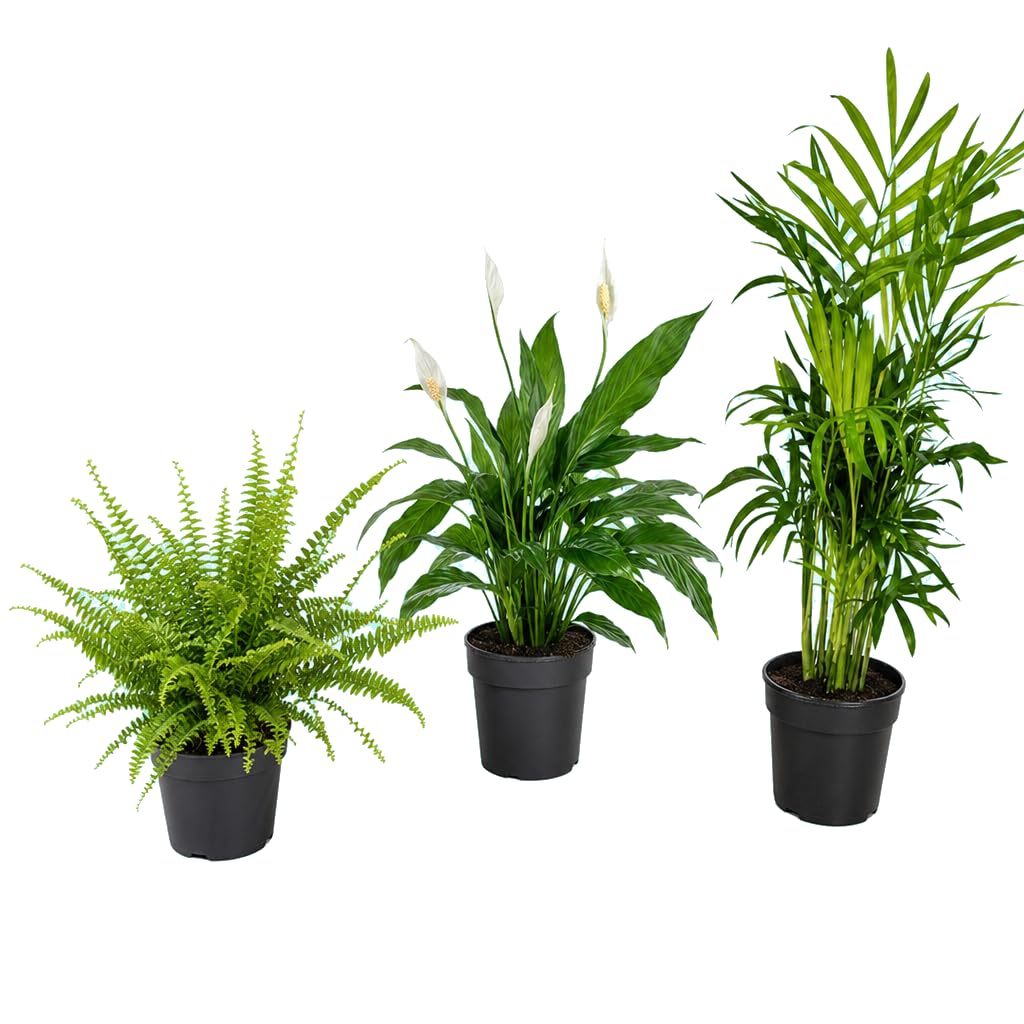 DECOALIVE Pack Natural de 3 Plantas Vivas para Interior | Palmera de Interior, Espatifilo y Helecho de Boston con Composición Natural