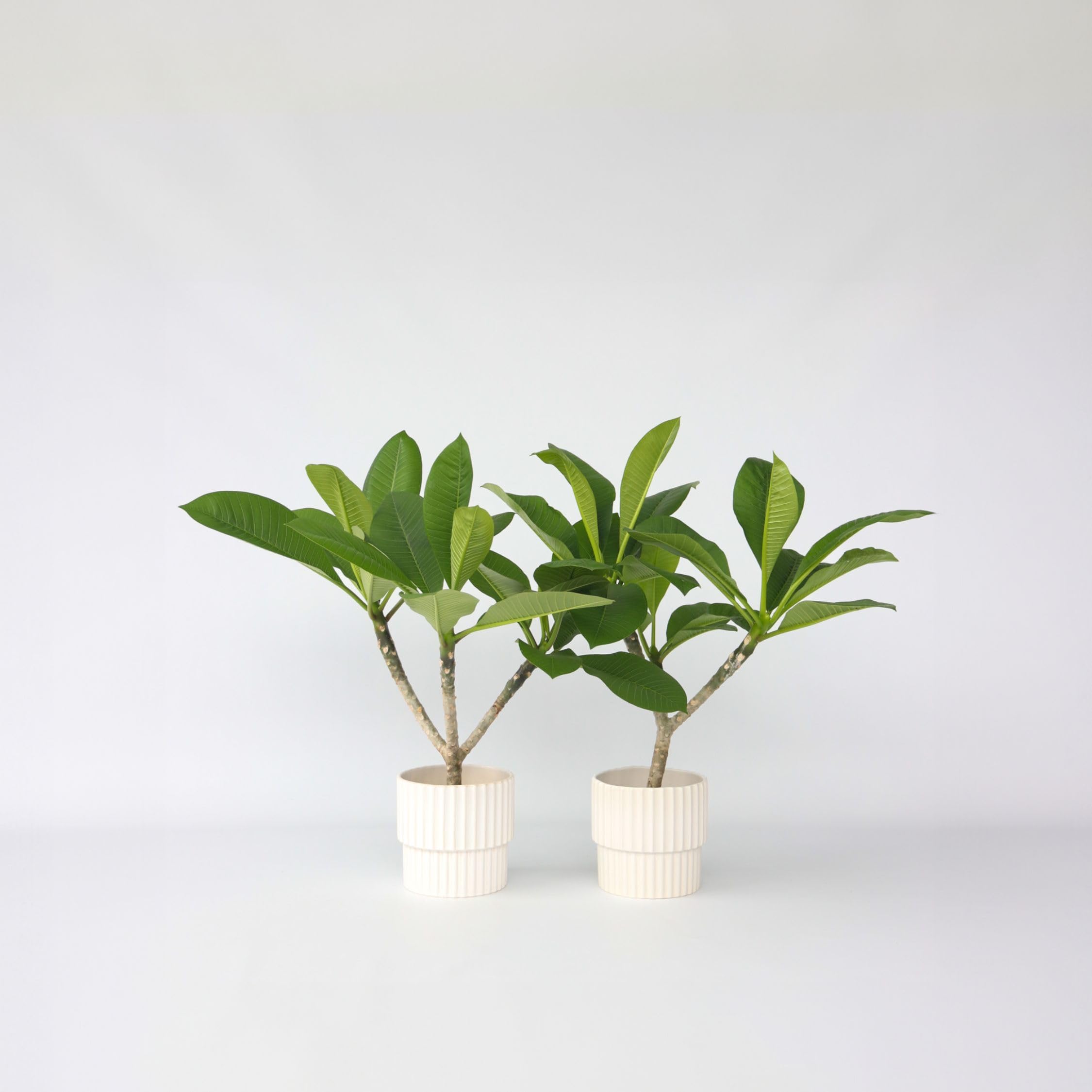 Plant in a Box - Plumeria Frangipani Hawaii - Set de 2 - Plante verte interieur vivante fleur - Frangipanier plante exotiques - Pot 17cm - Hauteur 45-55cm