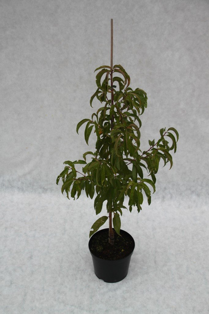 Nektarine Rhonegold, Busch im 7,5 l Topf, 30 cm Stammhöhe