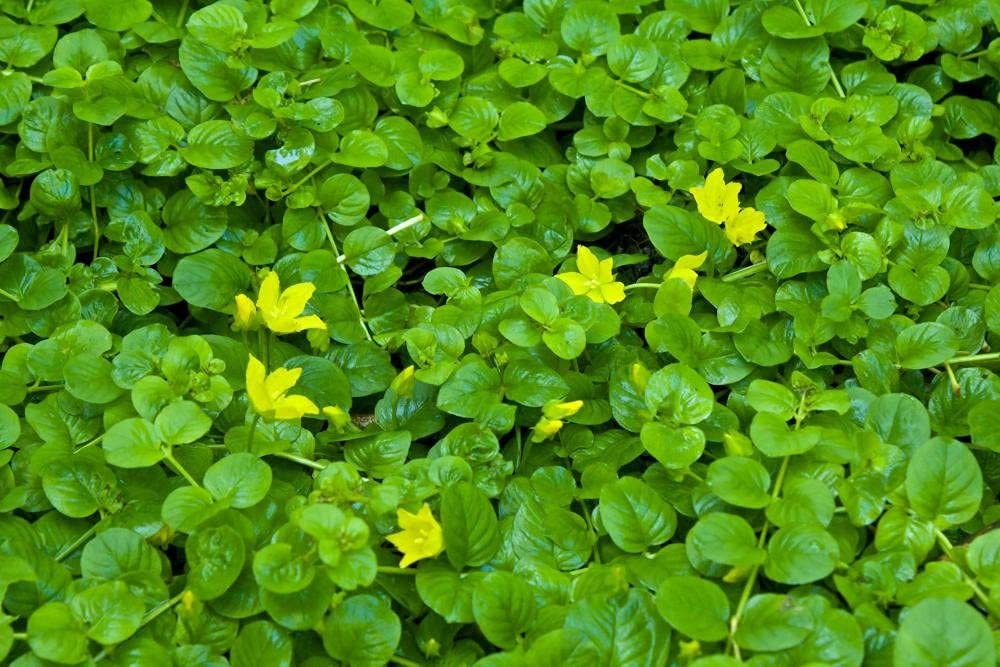 Stauden Gänge 10 x Lysimachia nummularia Pfennigkraut winterhart