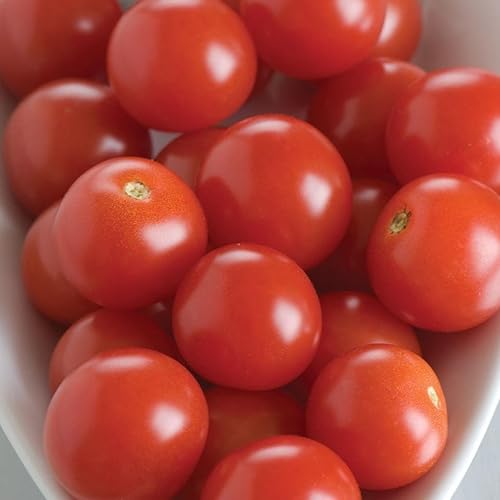 BHN-968 Semillas de Tomate Cherry (Solanum lycopersicum) Paquete de 5 Semillas