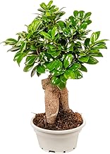 Bonplants Bonsai Ficus Ginseng Microcarpa o Retusa, Pianta Vera Ornamentale (Vaso 16, h 30 cm)