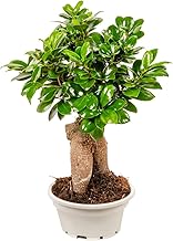 Bonplants Bonsai Ficus Ginseng Microcarpa, Ornamentale (Vaso 16, h 30 cm)