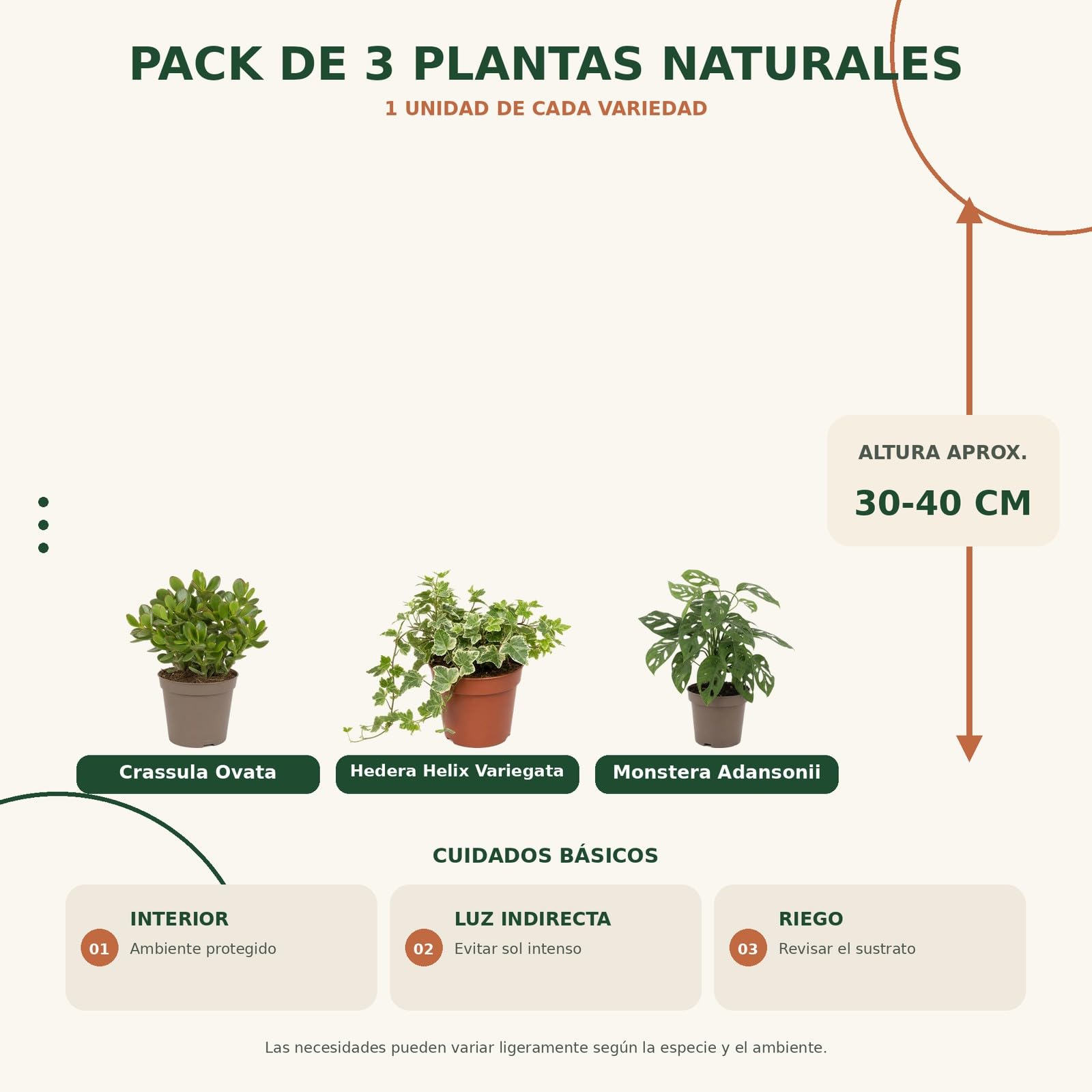 DECOALIVE Pack 3: Planta de jade, Hiedra variegada y Monstera Monkey Mask