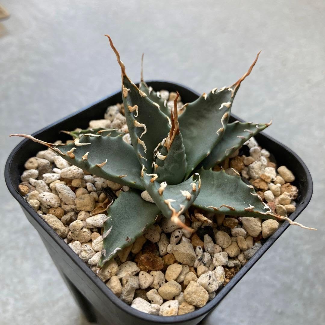 フェイジョア人気品種トライアンフ10号鉢高さ2.0m超大株 フェイジョア