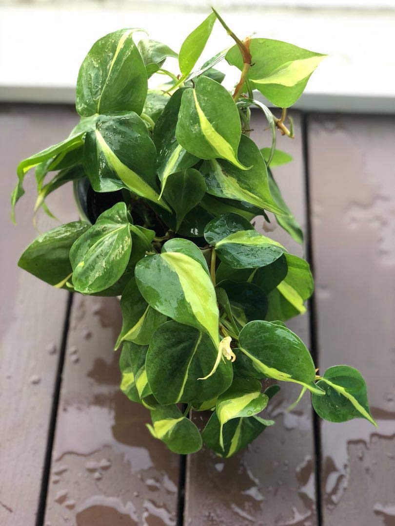 Kolkata Orchid Online Exotic Philodendron Brasil Oxycardium Variegated Plant with Pot (B07MYJV6WC) Amazon Price History, Amazon Price Tracker
