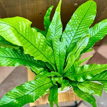 Amazon｜おしゃれ 観葉植物 シダ植物：クロコダイルファーン