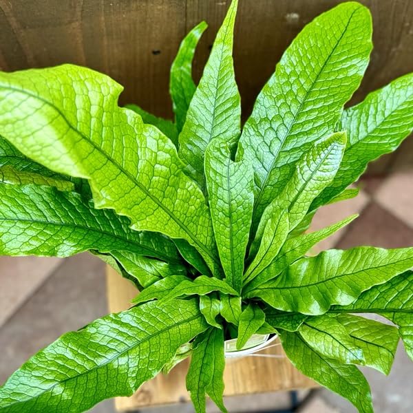 Amazon｜おしゃれ 観葉植物 シダ植物：クロコダイルファーン