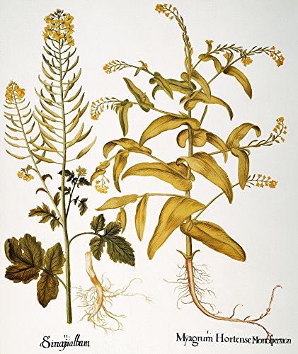 Mustard Plant 1613 Nwhite Mustard (Brassica Hirta) Left And Myagrum (Myagrum Perfoliatum) Engraving For Basilius BeslerS Florilegium Published At Nuremberg In 1613 Poster Print by (24 x 36)