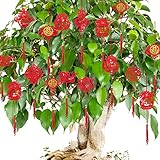 Cieovo 60pcs Chinese New Year Decoration Set Spring Festival Hanging Ornaments with Chinese Knot...