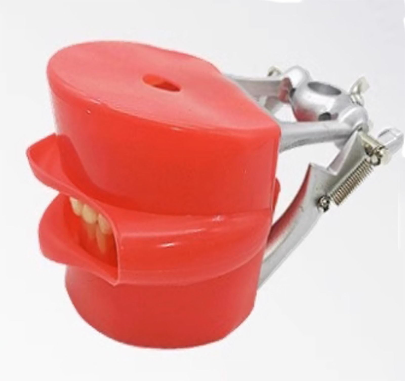 ALCOFA Dental Phantom Head Model, Dental Simulator System with Stainless Steel Base, Teeth Model Bench Mount for Dentists Oral Hygiene Education Teaching (Color : B)