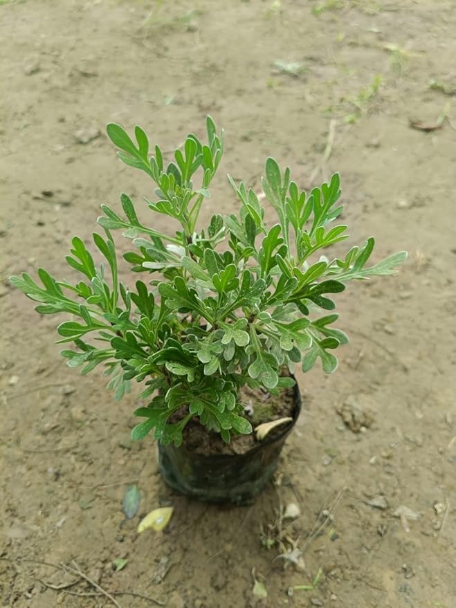 Image of Rare & Beautiful Lavender Live Plant for Home Gardening | Healthy Aromatic Flowering Plant for Indoor Outdoor Balcony & Rooftop (Pack of 1)