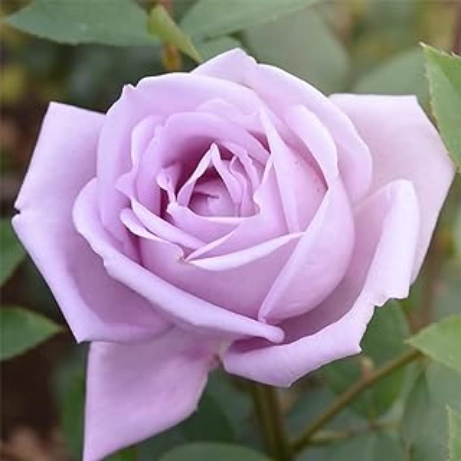 Gorgeous Rose Bulbs Mix UK,Flowering Rhizome,Iridescent,Excellent Display,Perennial,Hardy,Good for Containers,Balcony Garden Bulbs.-3bulbs- Pink — image 1