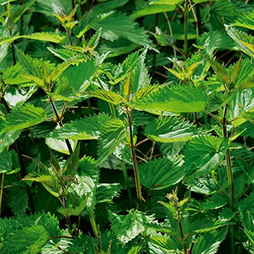 Brennnesselsamen Urtica dioica für den Garten – Saatgut für 250 Pflanzen