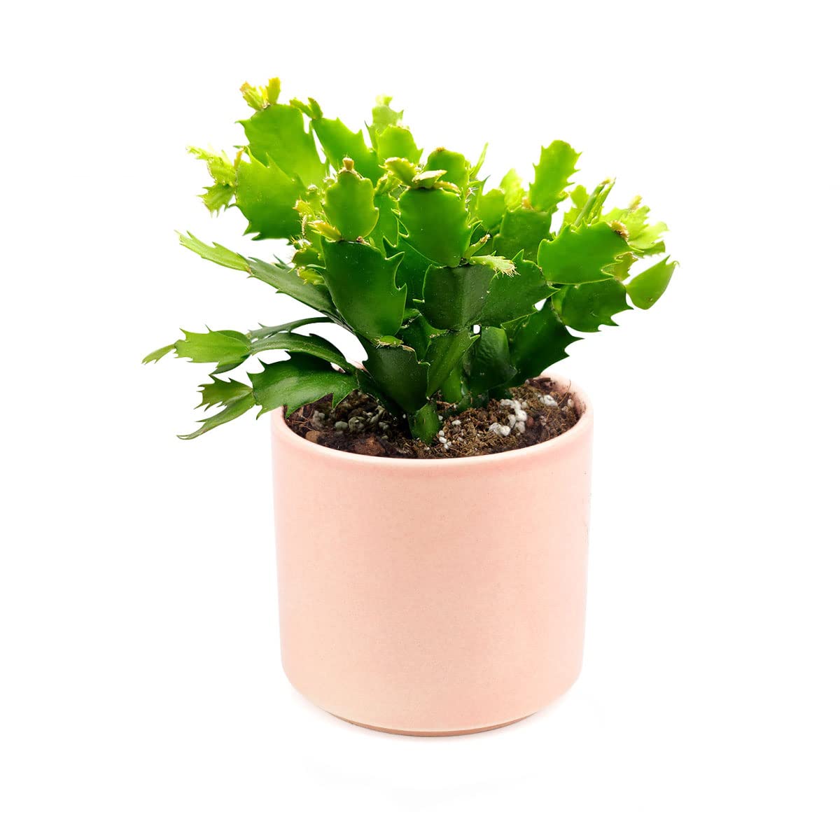 Christmas Cactus Thanksgiving Cactus (4" Coral Modern Pot) - Christmas Succulent Plant - Beautiful Holiday Decor with Cacti and Succulents - Christmas Gift Ideas - Seasonal Plants
