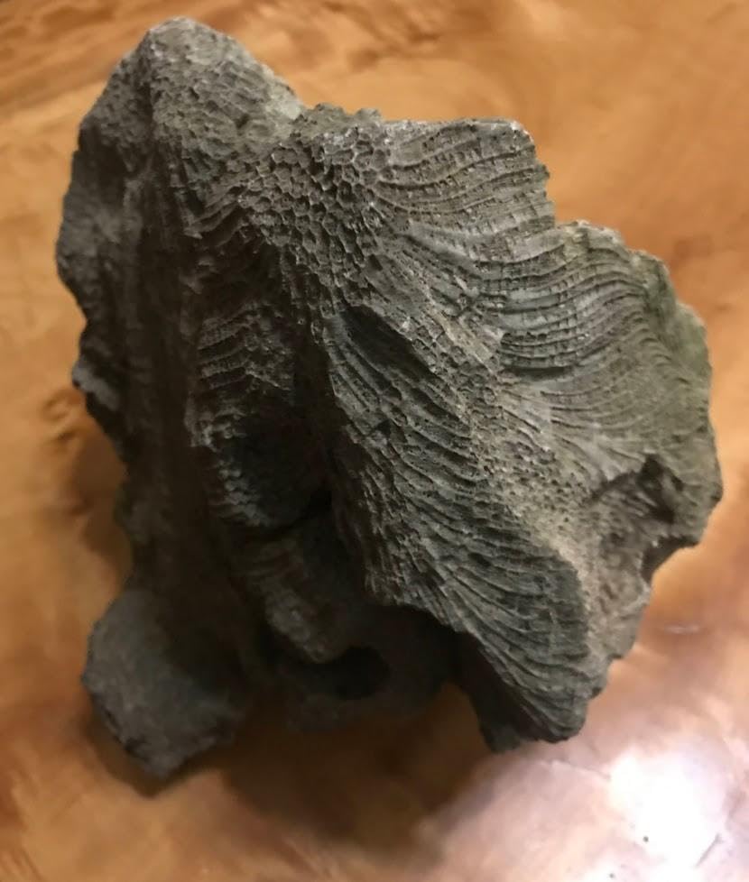 鑑賞石】 珊瑚 サンゴ 化石 Fossil Coral Reef 【公式通販】