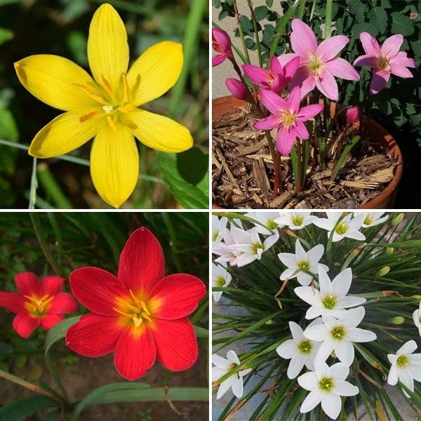 ANDHAGNAI GREENS Rain Lily/Zephyranthes Lily Imported Flower Bulbs (Pack of 20, Multicolour) (B0B5ZZHG4X) Amazon Price History, Amazon Price Tracker