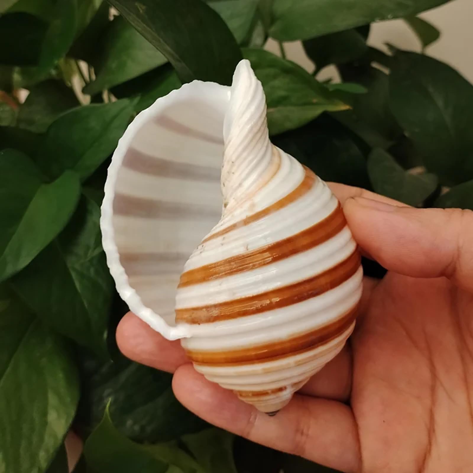 Conchiglie per decorazione, 1 pezzo, 9-10 cm, a righe naturali, conchiglie Harpa, conchiglie autentiche, decorazioni per acquari paesaggistici, decorazioni nautiche per la casa